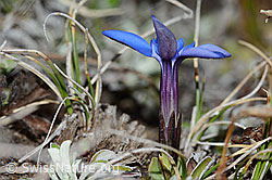 Schleichers Enzian (Gentiana schleicheri) (C222465) Schleichers Enzian (Gentiana schleicheri) (C222465)