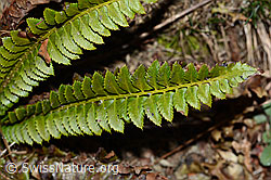 Polystichum lonchitis (C222468)