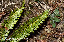 Polystichum lonchitis (C222469)