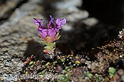 Gegenblättriger Steinbrech (Saxifraga oppositifolia) (C222475)