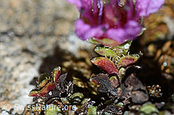 Gegenblättriger Steinbrech (Saxifraga oppositifolia) (C222476)