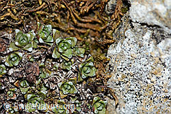 Gegenblättriger Steinbrech (Saxifraga oppositifolia) (C222477)