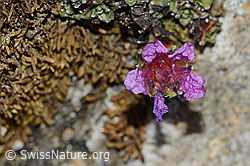 Gegenblättriger Steinbrech (Saxifraga oppositifolia) (C222478)