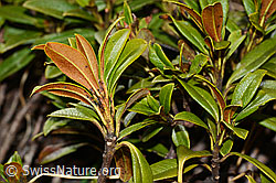 Rostblättrige Alpenrose (Rhododendron ferrugineum) (C222482)