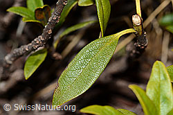 Rostblättrige Alpenrose (Rhododendron ferrugineum) (C222484)