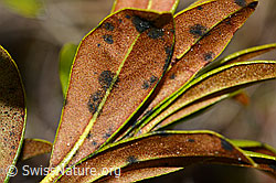 Rostblättrige Alpenrose (Rhododendron ferrugineum) (C222485)