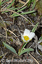 Ranunculus kuepferi (C222518)