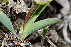 Ranunculus kuepferi (C222519)