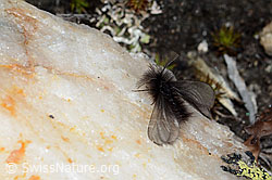 Foto: Fächerfühler-Sackträger (Ptilocephala plumifera)