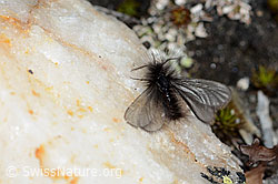 Foto: Fächerfühler-Sackträger (Ptilocephala plumifera)
