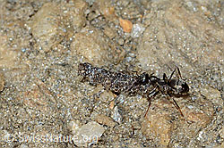Formica lemani and bagworm moth (C222542) Formica lemani and bagworm moth (C222542)