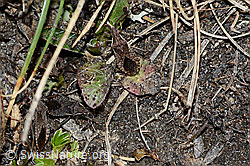 Coriomeris denticulatus (Randwanze) (C222555)