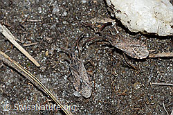 Coriomeris denticulatus (Randwanze) (C222559)