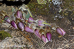 Frühlings-Anemonen (Pulsatilla vernalis) (C222581)