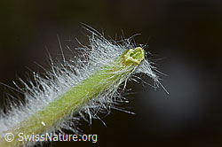Frühlings-Anemonen (Pulsatilla vernalis) (C222583)