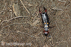 Zweipunkt-Ohrwurm (Anechura bipunctata) (C222606) Zweipunkt-Ohrwurm (Anechura bipunctata) (C222606)