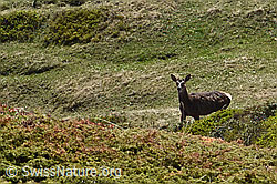 Rothirsch (Cervus elaphus) (21.05.2022, C222641)