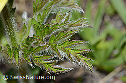 Schwefel-Anemone (Pulsatilla alpina ssp. apiifolia) (C222647) Schwefel-Anemone (Pulsatilla alpina ssp. apiifolia) (C222647)