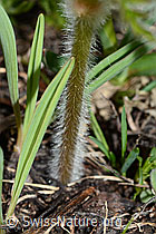Schwefel-Anemone (Pulsatilla alpina ssp. apiifolia) (C222648) Schwefel-Anemone (Pulsatilla alpina ssp. apiifolia) (C222648)