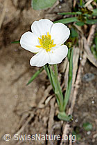 Ranunculus kuepferi (C222662)