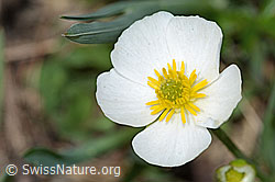 Ranunculus kuepferi (C222666)