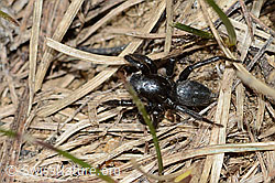 Gebänderte Bodenspringspinne (Phlegra fasciata) (21.05.2022, C222685)