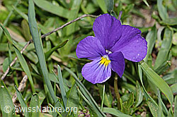 Langsporniges Stiefmütterchen (Viola calcarata) (C222686) Langsporniges Stiefmütterchen (Viola calcarata) (C222686)