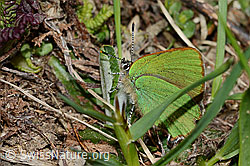 Brombeer-Zipfelfalter (Callophrys rubi) (C222692) Brombeer-Zipfelfalter (Callophrys rubi) (C222692)