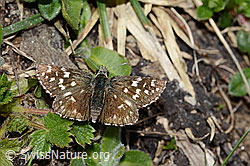 Kleiner Südlicher Würfelfalter (Pyrgus malvoides) (21.05.2022, C222702)