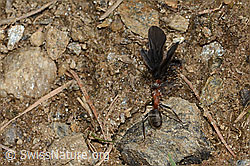 Starkbeborstete Gebirgswaldameise (Formica lugubris) und Schmetterling (C222704) Starkbeborstete Gebirgswaldameise (Formica lugubris) und Schmetterling (C222704)