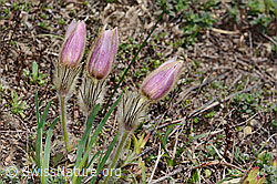 Frühlings-Anemonen (Pulsatilla vernalis) (C222709) Frühlings-Anemonen (Pulsatilla vernalis) (C222709)