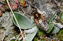Gänsedistel-Erzschwebfliege (Cheilosia caerulescens) (21.05.2022, C222724)