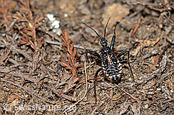 Mediterrane Mordwanze (Rhynocoris erythropus) (21.05.2022, C222741)