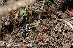 Mediterrane Mordwanze (Rhynocoris erythropus) (C222742) Mediterrane Mordwanze (Rhynocoris erythropus) (C222742)