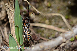 Mediterrane Mordwanze (Rhynocoris erythropus) (21.05.2022, C222745)