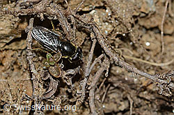 Gänsedistel-Erzschwebfliege (Cheilosia caerulescens) (21.05.2022, C222760)