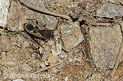 Rhyparochromus pini (Wanze) (C222775) Rhyparochromus pini (Wanze) (C222775)