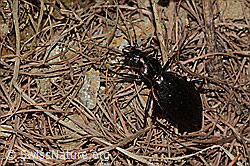 Foto: Schluchtwald-Laufkäfer (Carabus irregularis)