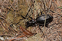 Schluchtwald-Laufkäfer (Carabus irregularis) (21.05.2022, C222803)