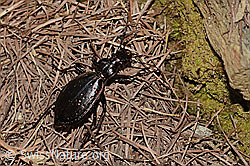 Schluchtwald-Laufkäfer (Carabus irregularis) (21.05.2022, C222811)
