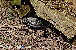Foto: Schluchtwald-Laufkäfer (Carabus irregularis)