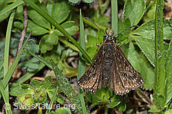 Dunkler Dickkopffalter (Erynnis tages) (C222815) Dunkler Dickkopffalter (Erynnis tages) (C222815)