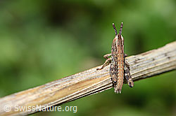 Gomphocerus sibiricus (C222823)