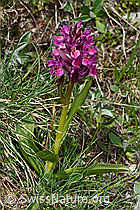 Dactylorhiza sambucina (C222839)