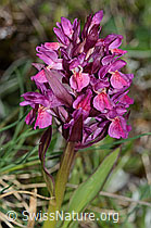 Dactylorhiza sambucina (C222841)