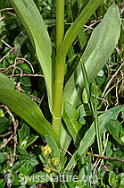 Dactylorhiza sambucina (C222849)