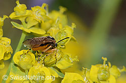 Athalia circularis (Echte Blattwespe) auf Zypressen-Wolfsmilch (Euphorbia cyparissias) (C222858)