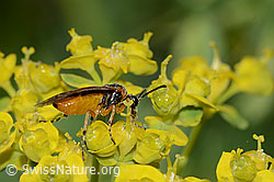 Athalia circularis (Echte Blattwespe) auf Zypressen-Wolfsmilch (Euphorbia cyparissias) (C222860)