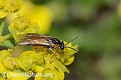 Athalia circularis (Echte Blattwespe) auf Zypressen-Wolfsmilch (Euphorbia cyparissias) (C222864)