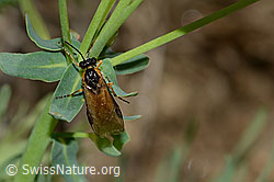 Athalia circularis (Echte Blattwespe) auf Zypressen-Wolfsmilch (Euphorbia cyparissias) (C222869)